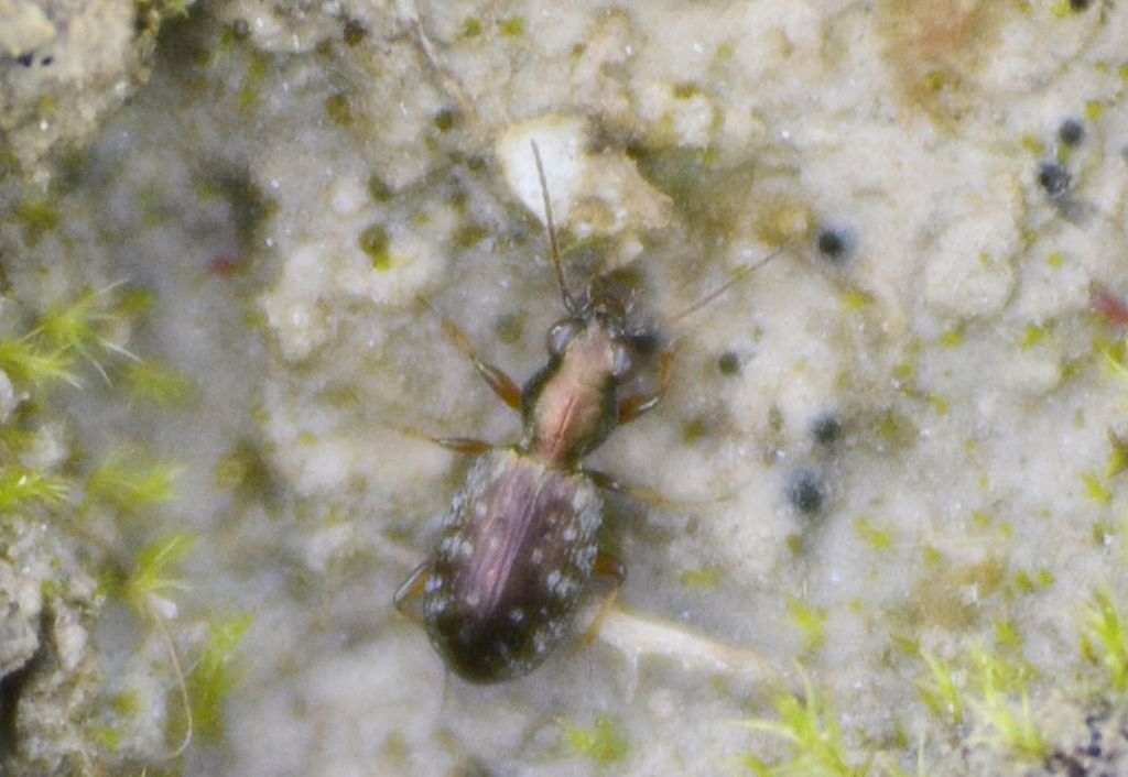 Asaphidion? - Asaphidion pallipes (Carabidae)